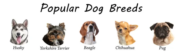 Olika Bedårande Hundar Vit Bakgrund Mest Populära Raser Banderolldesign — Stockfoto