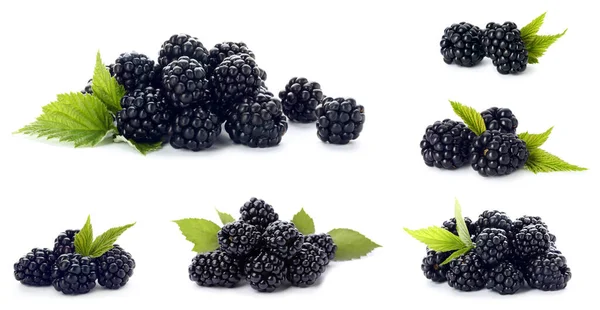 Set Ripe Blackberries White Background Banner Design — Stock Photo, Image