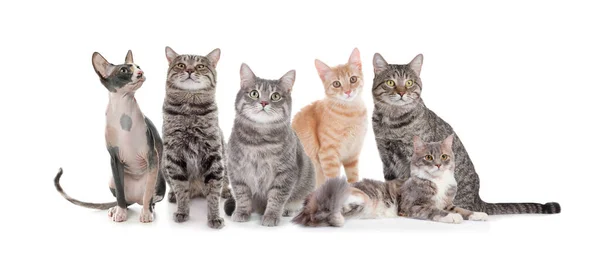 Bedårande Katter Vit Bakgrund Banderolldesign — Stockfoto