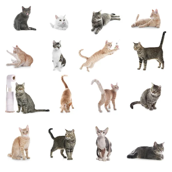Collage Hermosos Gatos Sobre Fondo Blanco Hermosa Mascota —  Fotos de Stock