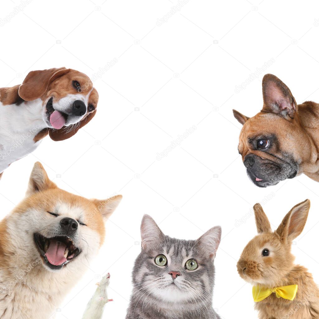 Set with different cute pets on white background