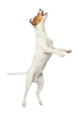 Beyaz arka planda şirin Jack Russel Terrier. Güzel köpek.