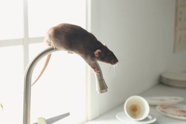 Rat on faucet in messy kitchen. Pest control clipart