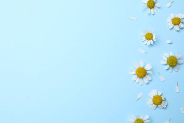 Beautiful chamomile flowers on light blue background, flat lay. Space for text