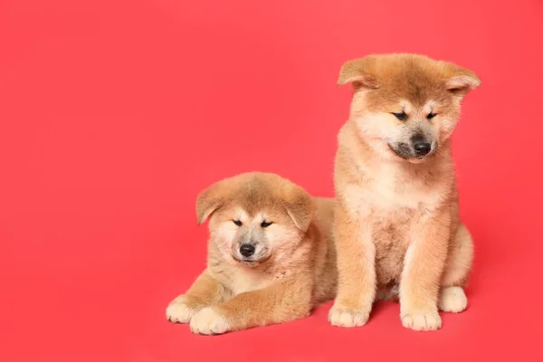 Lindos Cachorros Akita Inu Sobre Fondo Rojo Espacio Para Texto —  Fotos de Stock