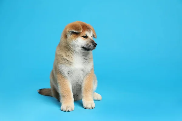Cute Akita Inu Puppy Pada Latar Belakang Biru Muda Ruang — Stok Foto