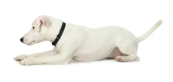 Leuke Jack Russel Terrier Witte Achtergrond Mooie Hond — Stockfoto