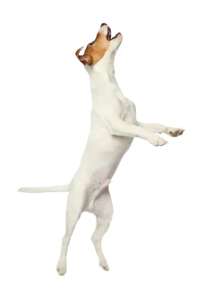 Carino Jack Russel Terrier Sfondo Bianco Che Bel Cane — Foto Stock