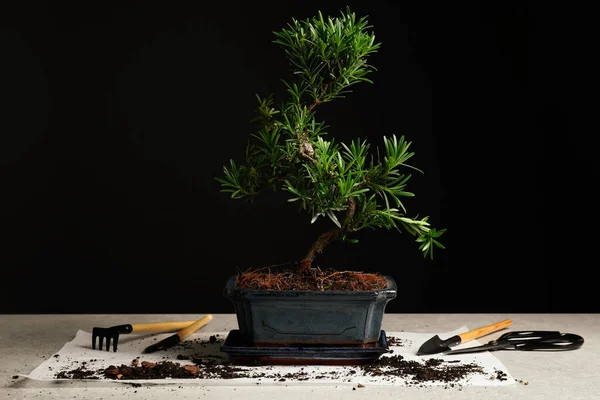 Plante Japonaise Bonsaï Outils Jardinage Sur Table Lumineuse Créer Une — Photo
