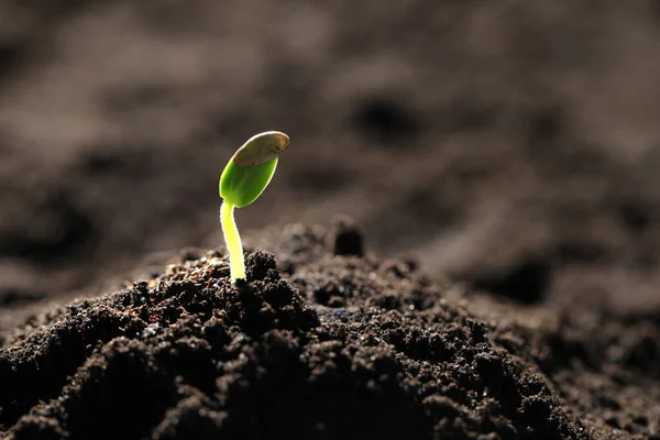 Toprakta Büyüyen Küçük Yeşil Tohum Yakın Plan Metin Için Boşluk — Stok fotoğraf
