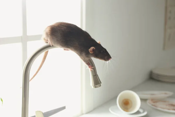 Rat Sur Robinet Dans Cuisine Désordonnée Lutte Antiparasitaire — Photo