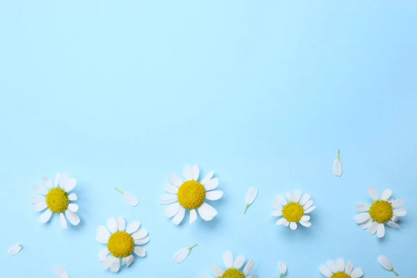 Hermosas Flores Manzanilla Sobre Fondo Azul Claro Disposición Plana Espacio — Foto de Stock