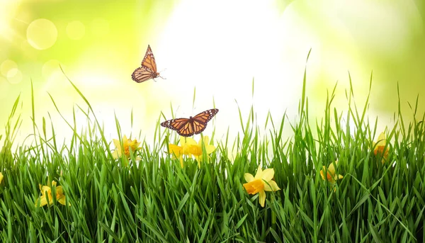 Mariposas Monarca Volando Sobre Hierba Verde Con Flores Primavera — Foto de Stock