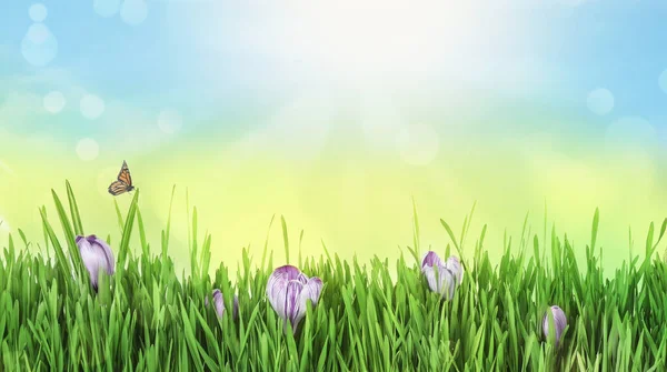 Frisches Grünes Gras Und Schöne Krokusblüten Sonnigen Tagen Frühlingszeit — Stockfoto