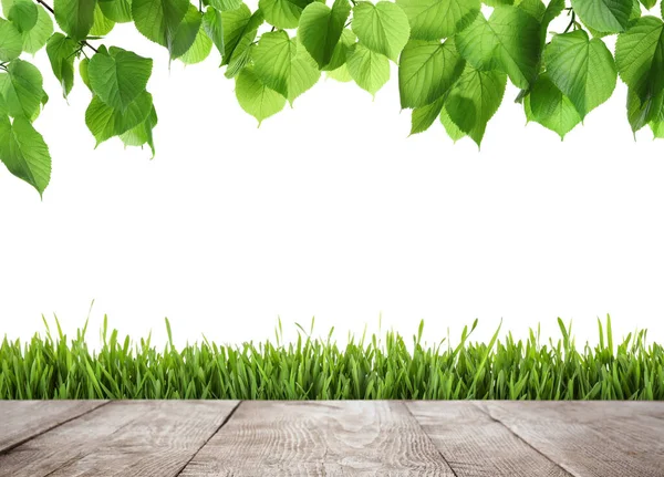 Wooden surface, green leaves and fresh grass on white background. Spring time