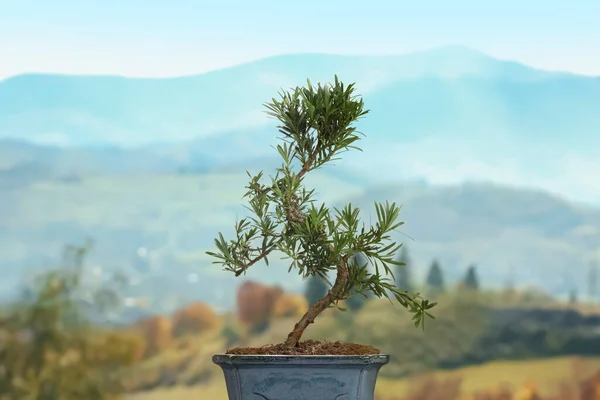 山の風景に対する日本の盆栽工場 禅と和 — ストック写真