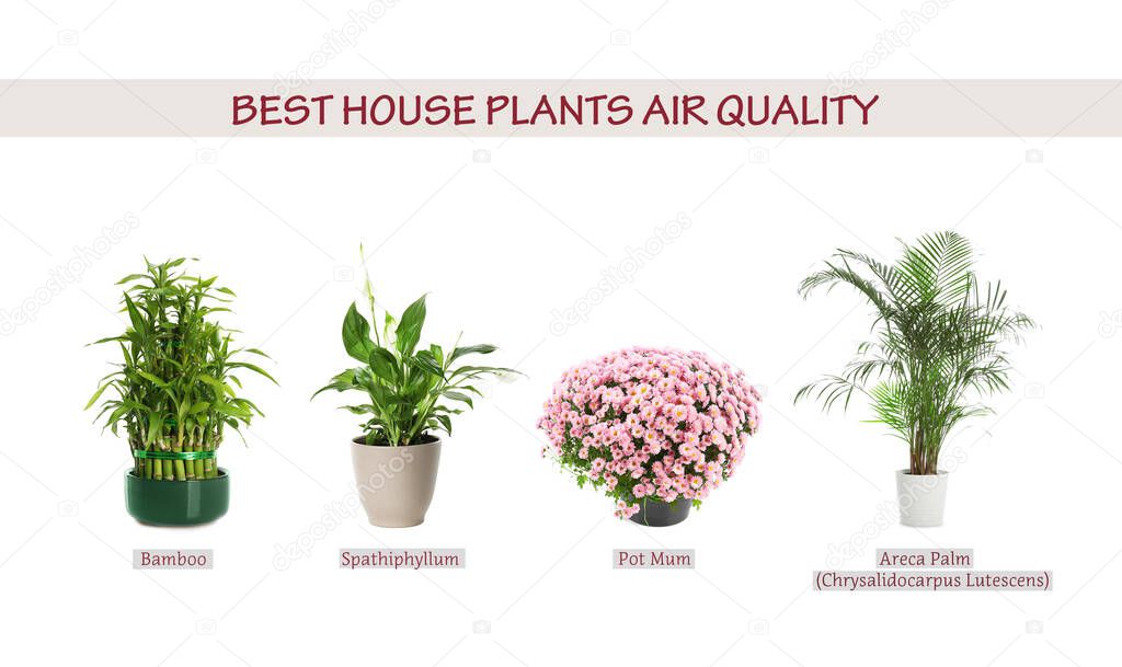 Set of best house plants for air quality improvement on white background. Banner design