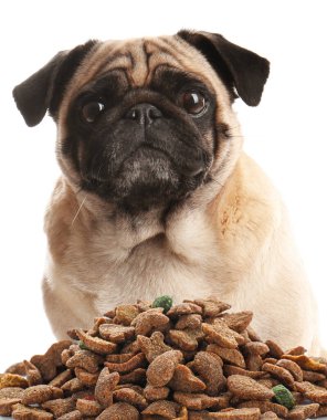 Tatlı pug ve beyaz arka planda bir yığın köpek maması.