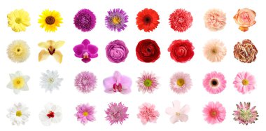 Beyaz arka planda farklı güzellikteki çiçekler. Pankart tasarımı