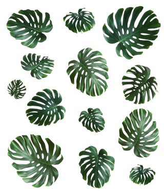 Beyaz arkaplanda yeşil canavar yaprakları var.