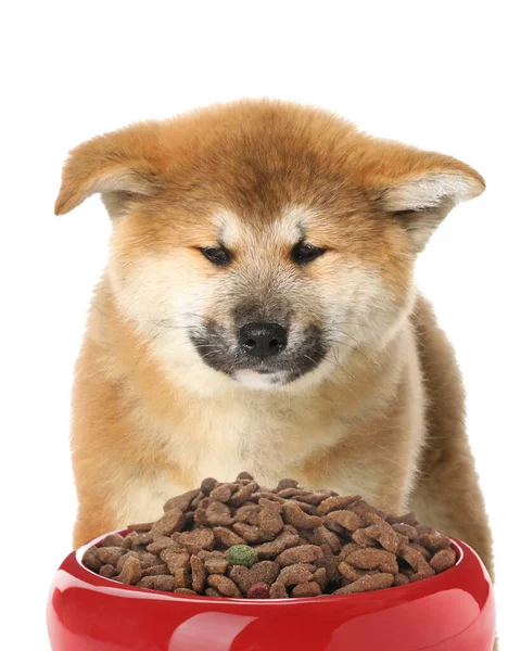 Cute Akita Inu Puppy Feeding Bowl Dog Food White Background — Stock Photo, Image