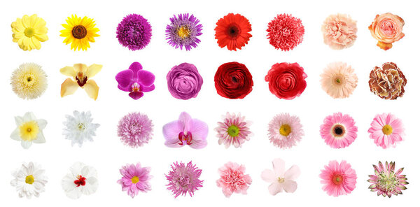 Набор различных красивых цветов на белом фоне. Баннерный дизайн
