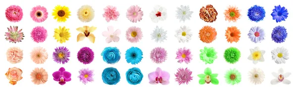 Conjunto Diferentes Flores Bonitas Fundo Branco Design Banner — Fotografia de Stock