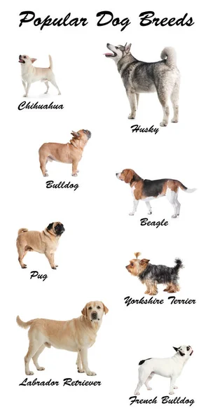 Set Van Verschillende Schattige Honden Witte Achtergrond Meest Populaire Rassen — Stockfoto