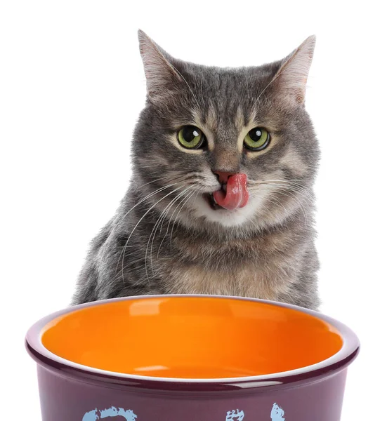 Carino Gatto Tabby Grigio Ciotola Alimentazione Sfondo Bianco Bellissimo Animale — Foto Stock