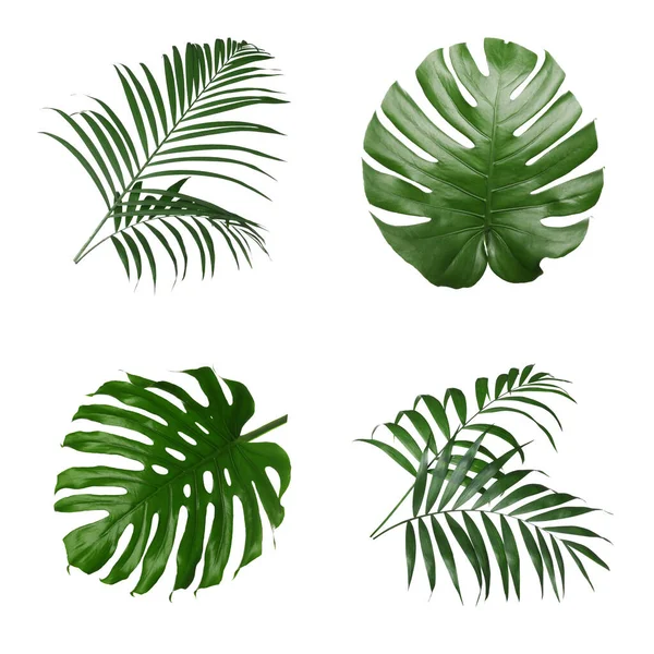 Set Different Tropical Leaves White Background — Stock Photo, Image