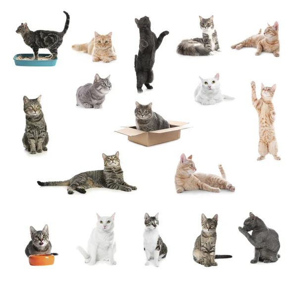 Collage Beautiful Cats White Background Lovely Pet Stock Picture