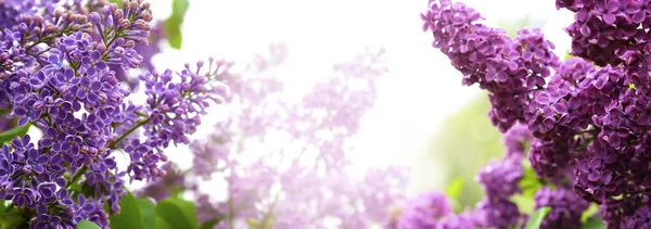 Beautiful blossoming lilac flowers on spring day, space for text. Banner design