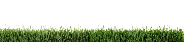 Erba Fresca Verde Sfondo Bianco Banner Design Stagione Primaverile — Foto Stock