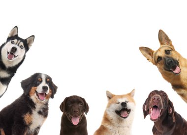 Beyaz arka planda farklı şirin köpeklerle ayarlanmış. Sevimli hayvanlar.