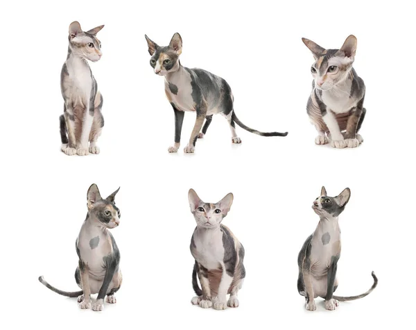 Collage Der Schönen Sphynx Katze Auf Weißem Hintergrund Schönes Haustier — Stockfoto