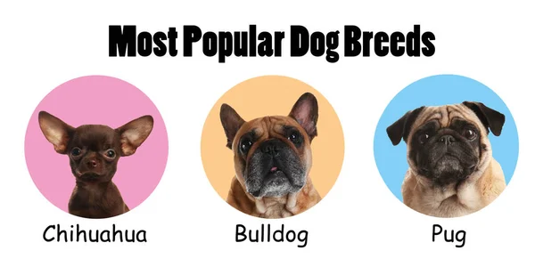 色の背景に異なる愛らしい犬のセット 一般的な品種 — ストック写真