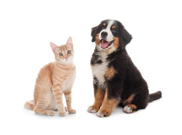 Nette Katze Und Hund Auf Weißem Hintergrund Flauschige Freunde — Stockfoto