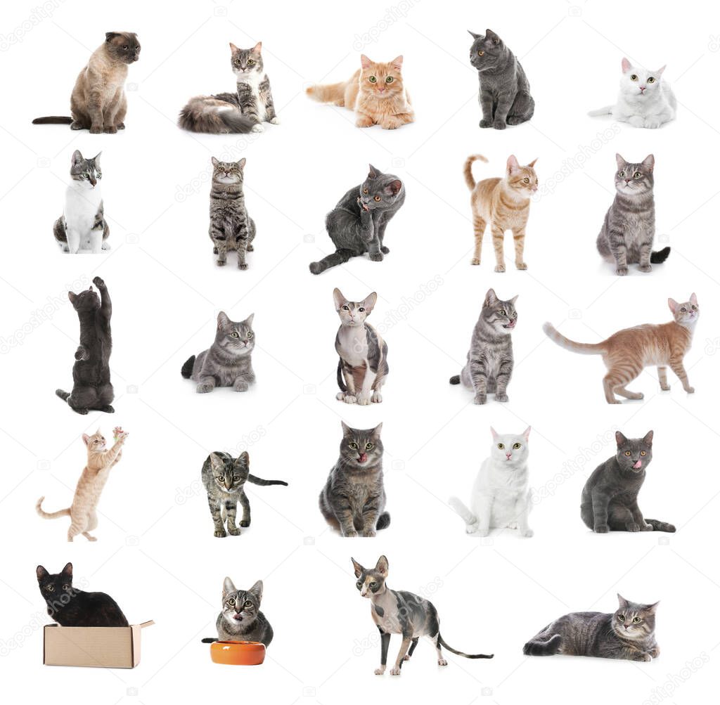 Collage of beautiful cats on white background. Lovely pet