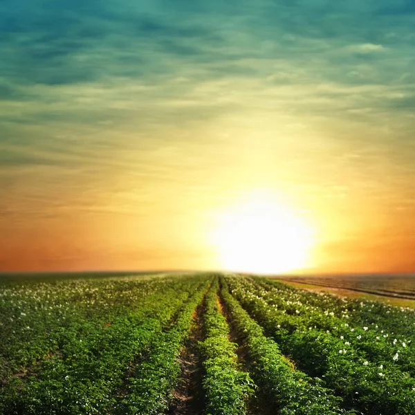 Schilderachtig Uitzicht Bloeiend Aardappelveld Bij Zonsondergang Biologische Landbouw — Stockfoto