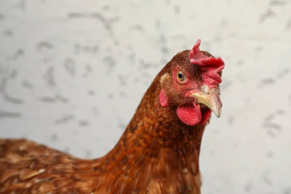 Beautiful Red Chicken Light Background Domestic Animal — Stock Photo, Image