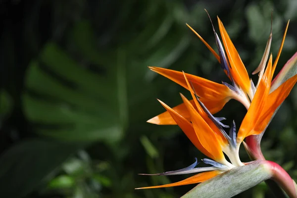 Pták Ráj Tropické Květiny Rozmazaném Pozadí Detailní Záběr Mezera Pro — Stock fotografie