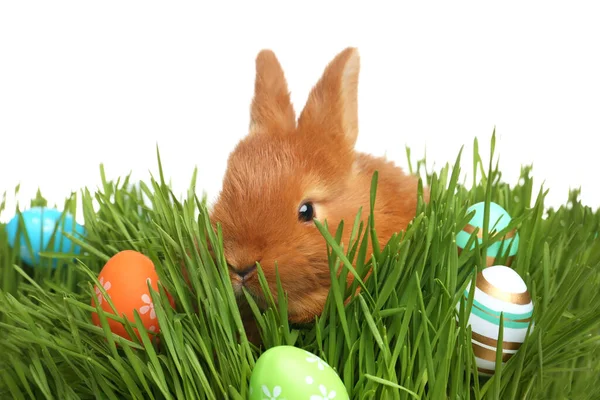 Yeşil Çimlerde Beyaz Arka Planda Paskalya Yumurtaları Olan Sevimli Tüylü — Stok fotoğraf