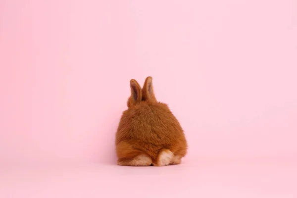 可爱的绒毛兔子在粉红色的背景 复活节标志 — 图库照片