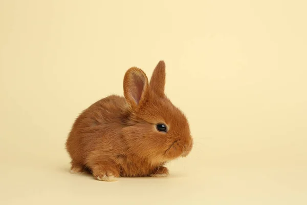 Очаровательный Пушистый Кролик Желтом Фоне Пасхальный Символ — стоковое фото