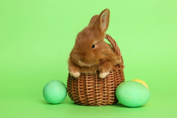 Красивый Пушистый Кролик Плетеной Корзине Пасхальные Яйца Зеленом Фоне — стоковое фото