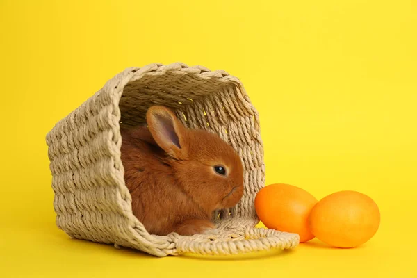 Прекрасный Пушистый Кролик Плетеной Корзине Пасхальные Яйца Желтом Фоне — стоковое фото