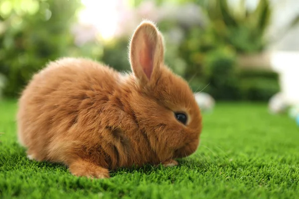 Schattig Pluizig Konijntje Groen Gras Close Pasen Symbool — Stockfoto