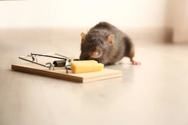 Piège Rats Souris Avec Fromage Intérieur Lutte Antiparasitaire — Photo