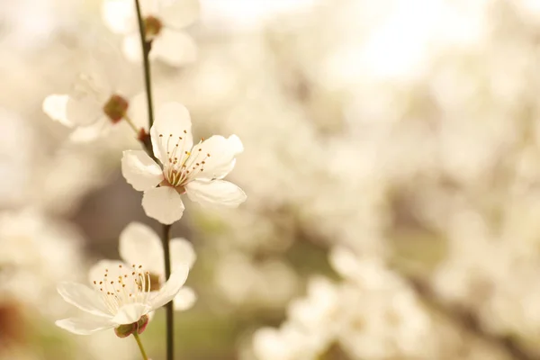 Widok Bliska Kwitnące Drzewo Świeżym Powietrzu Wiosenny Dzień — Zdjęcie stockowe