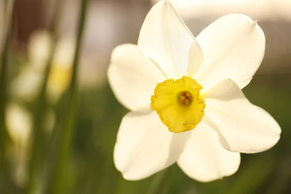 Detailní Pohled Krásné Kvetoucí Narcisy Venku Jarní Den — Stock fotografie
